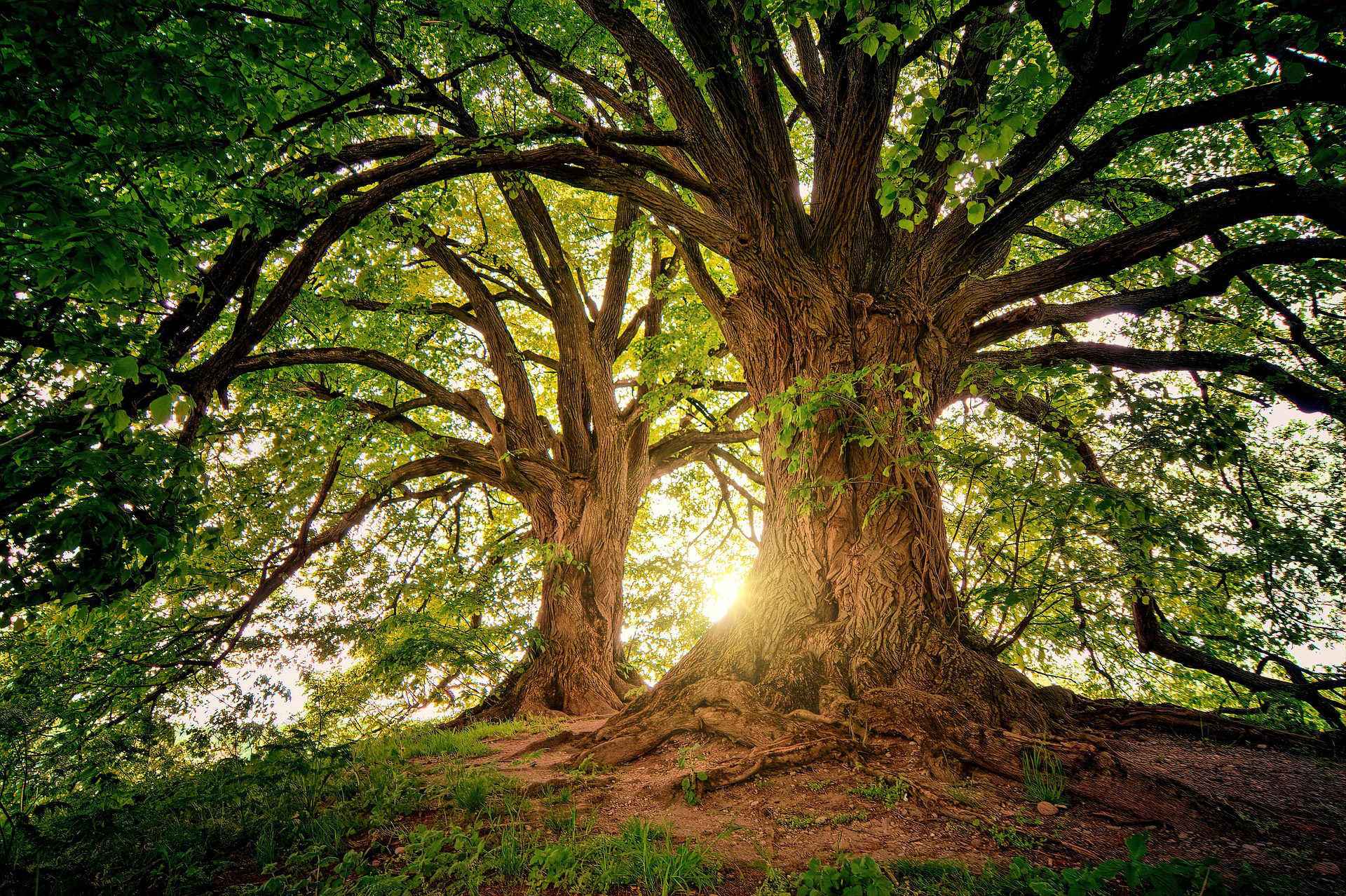 superior-planning-san-diego-trees superior-planning-san-diego-trees